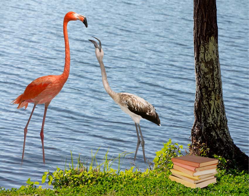 פלמינגו אמריקני ופלמינגו גדול עומדים באגם ליד דשא עם ספרים, מדגימים עריכה ספרותית ולשונית שבה פעולות לשוניות משלימות את הפעולות הספרותיות ולהפך.