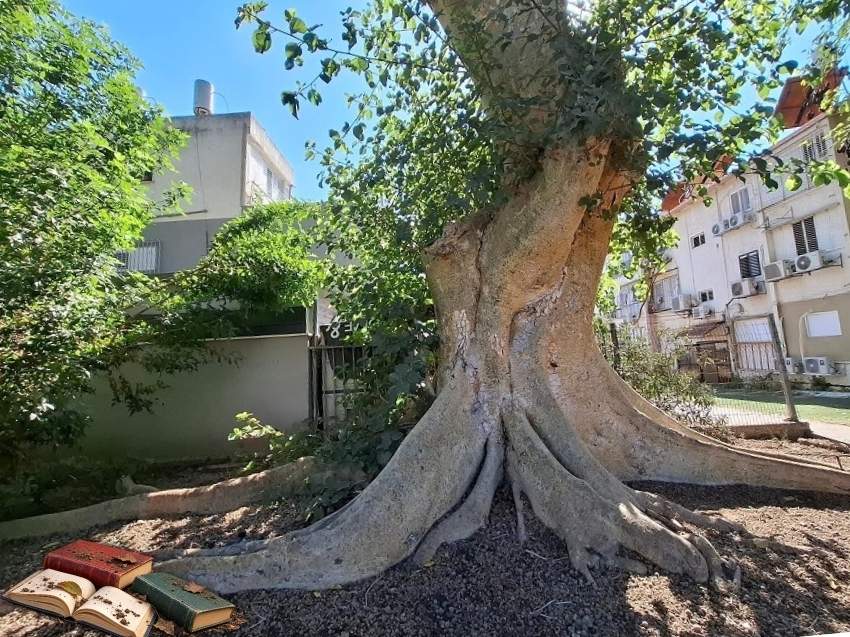 עץ עתיק בעל גזע עבה ושורשים רחבים בחצר מדגים מהלך עלילתי הגיוני יציב ואמין בעריכה ספרותית ולשונית.