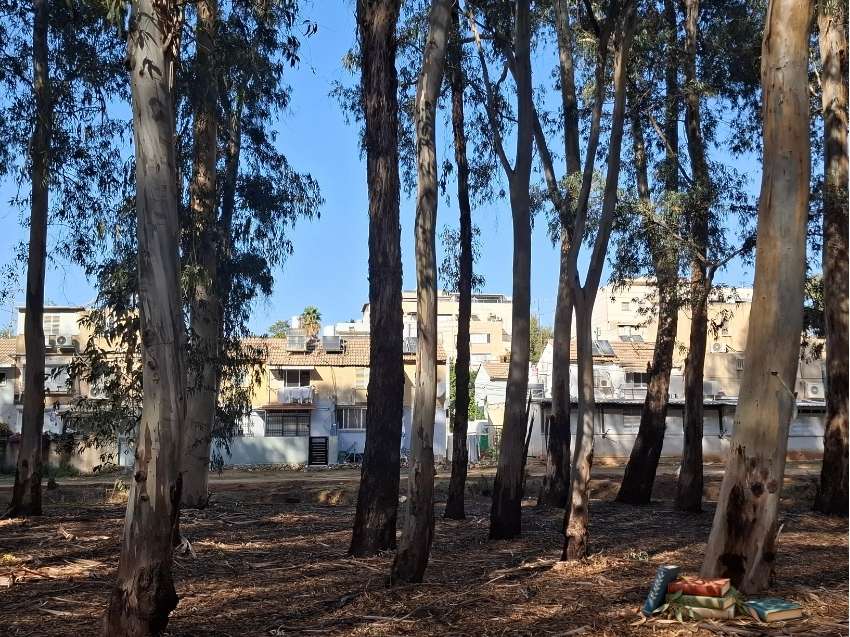 חורשת עצי אקליפטוס ובתים עם כביסה תלויה, מסמלים אמינות וטבעיות בעריכה ספרותית ולשונית.