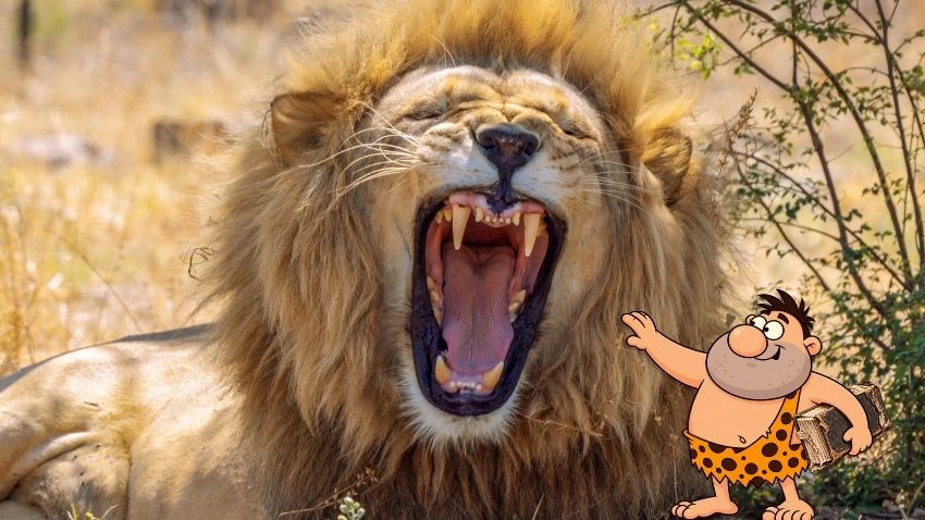 אדם קדמון מושיט יד כדי ללטף אריה שואג, מדגים את הסתירה הפנימית בטיעון של שמוליק על אישה באבל כבד.